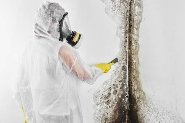 Best Black Mold Removal  in Oxoboxo River, CT