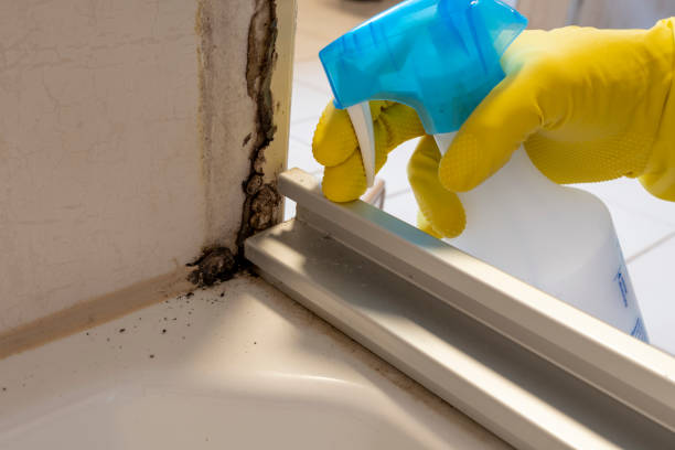 Best Local Mold Removal Service  in Oxoboxo River, CT