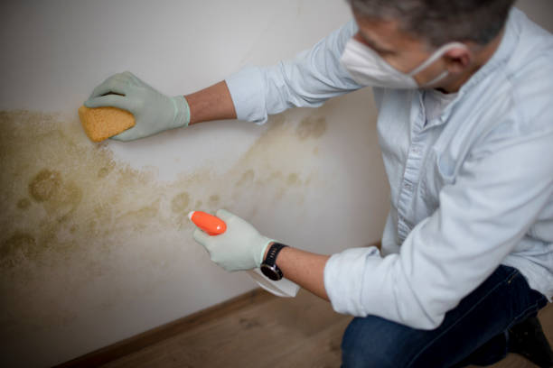 Best Mold Damage Repair  in Oxoboxo River, CT