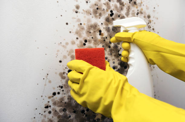 Office Mold Removal Services in Oxoboxo River, CT