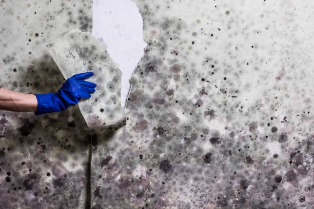 Best Toxic Mold Removal  in Oxoboxo River, CT